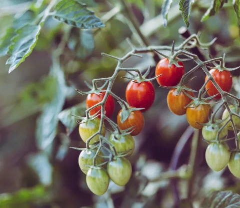 tomato image