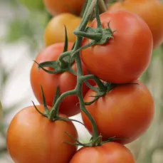 Tomato image