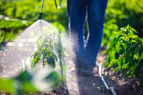 spraying pesticides image