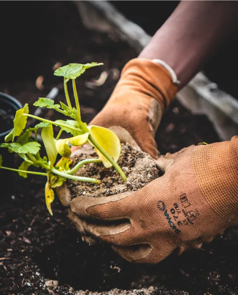 planting image